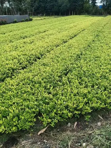 园林绿化工程中的绿树墙和垂直绿化设计与施工技巧
